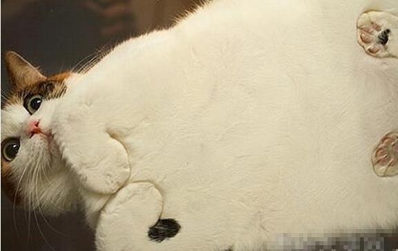 养猫房间要不要摆一些东西,养猫家里适合放什么家具