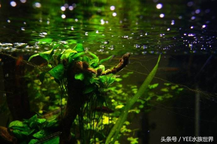 鱼缸底滤水面上的油膜处理小妙招,鱼缸三合一过滤泵除油膜怎么使用