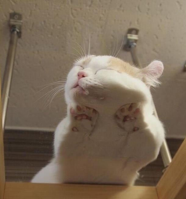 养猫房间要不要摆一些东西,养猫家里适合放什么家具