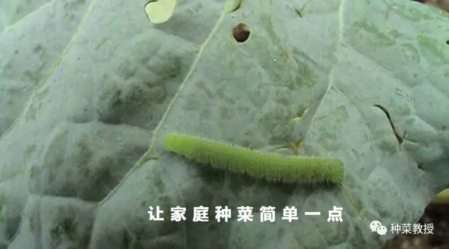 消灭菜青虫特效药,灭菜青虫土方法简单又高效
