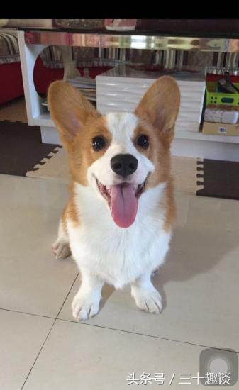 柯基犬怎么喂养吃什么狗粮最好,柯基犬应该狗笼喂养还是散养