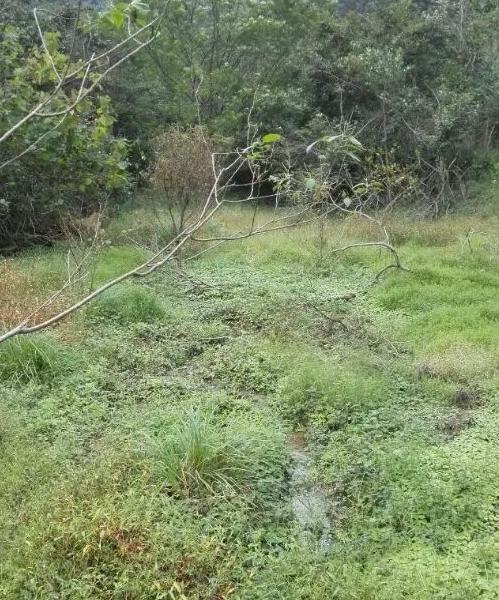 中华草龟和野生草龟的区别,草龟跟中华草龟有什么区别