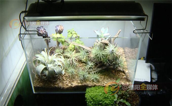 世界上最大的蛇被放生,四川德阳发现蛇