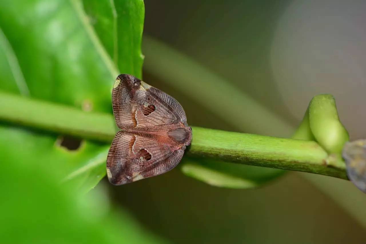 小跳虫长什么样,小跳虫是什么虫子