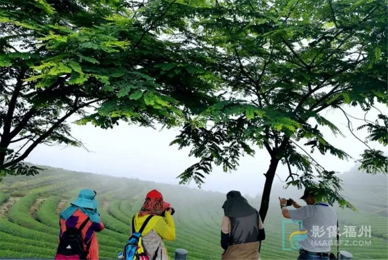 游茶山,游茶山竹海