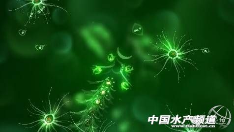 藻类中的各种带颜色的藻,不同藻类水色