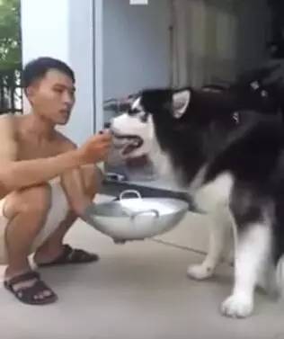 狗狗生病不爱吃饭，狗主人拿来食物，这个喂法也是没谁了