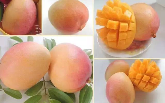 居然有人给芒果这种生物开世界大会,逼格升级,田东又要火上天啊!