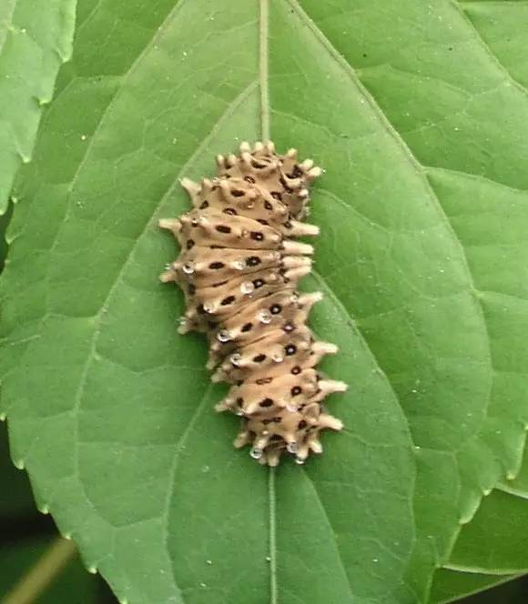 那些你不知道的益虫,虫害防治最简单的办法