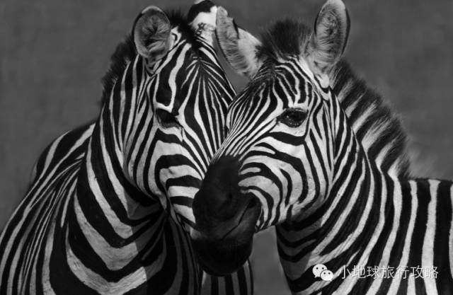 可能是最全的,肯尼亚坦桑尼亚动物百科。小地球耗时一周整理!