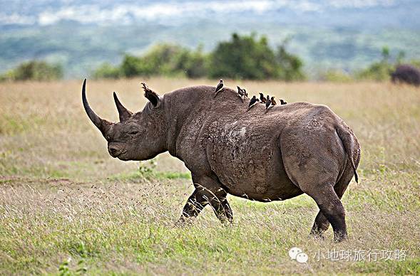可能是最全的,肯尼亚坦桑尼亚动物百科。小地球耗时一周整理!