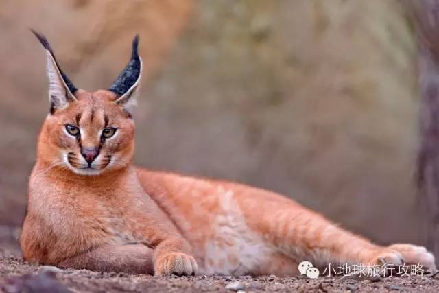 可能是最全的,肯尼亚坦桑尼亚动物百科。小地球耗时一周整理!