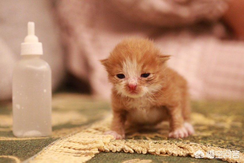 大猫不肯喂奶,有大猫还需要给小猫喂奶吗