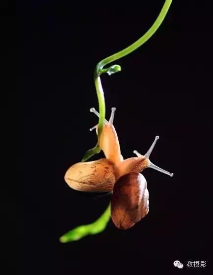 精美微距摄影欣赏蜗牛,微距蜗牛拍摄技巧视频