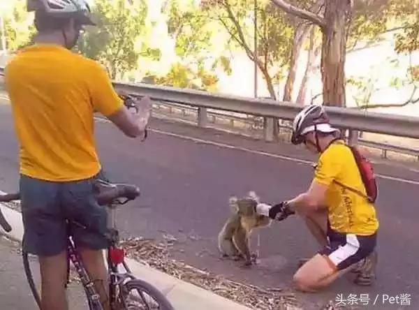 为讨到水考拉不要脸的为路人舔鞋，考拉你的自尊呢