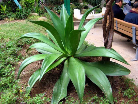 网红直播吃的芦荟的危害,误食芦荟
