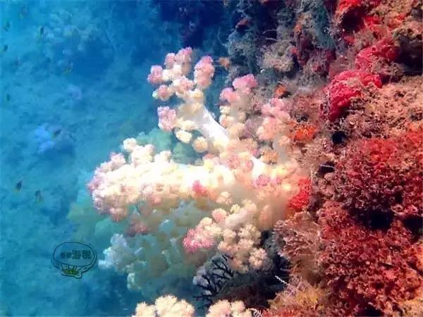 令人毛骨悚然的帕劳国家美食,去帕劳必吃的东西