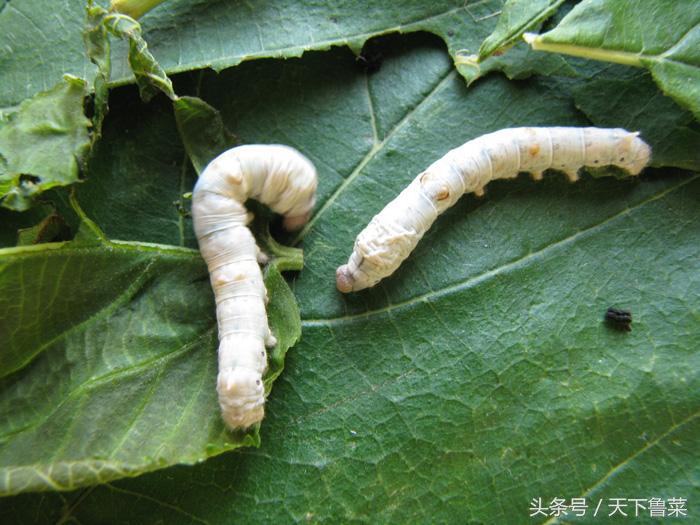 吐丝不结茧,吐司不拉丝