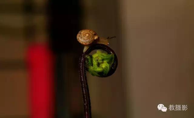 精美微距摄影欣赏蜗牛,微距蜗牛拍摄技巧视频