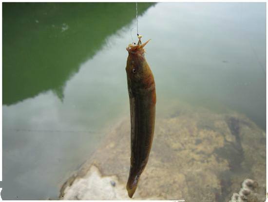 泥鳅钓翘嘴的方法,泥鳅钓法视频教程