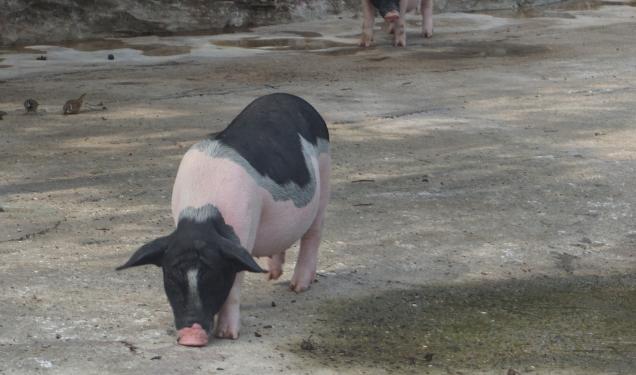 别走弯路了，今年养殖这十种动物“钱景最好”
