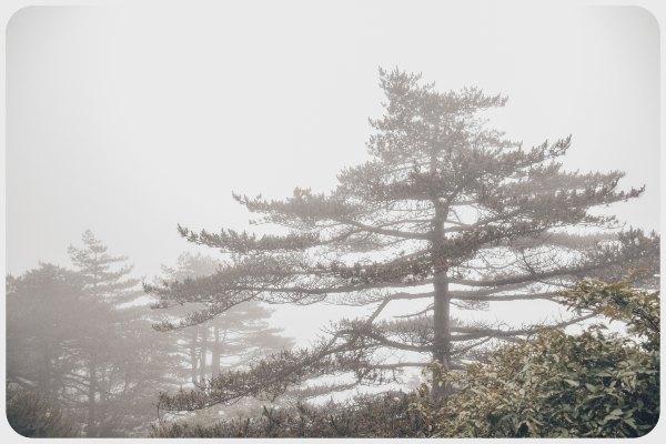 黄山四绝之一奇松介绍,黄山的四绝分别是奇松怪石