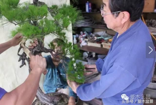 爱木盆景｜文人树《神仙》改作实录，小林国雄亲自示范松树盆景整型，艺术无国界，好的我们需要学习