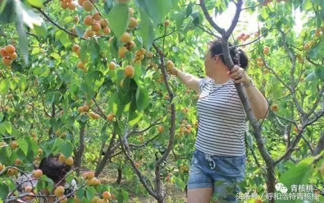 呼和浩特摘杏一日游,呼和浩特乌素图摘杏的地方