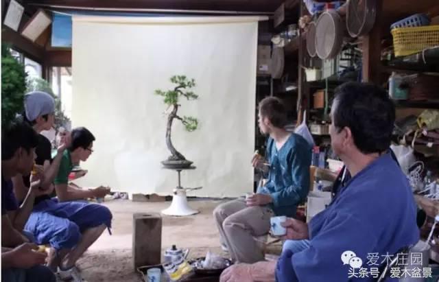 爱木盆景｜文人树《神仙》改作实录，小林国雄亲自示范松树盆景整型，艺术无国界，好的我们需要学习