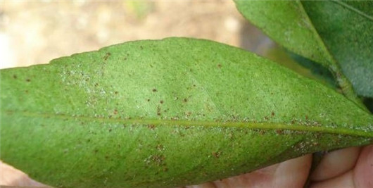 养的花总是发霉怎么办,养的花长腻虫了怎么办