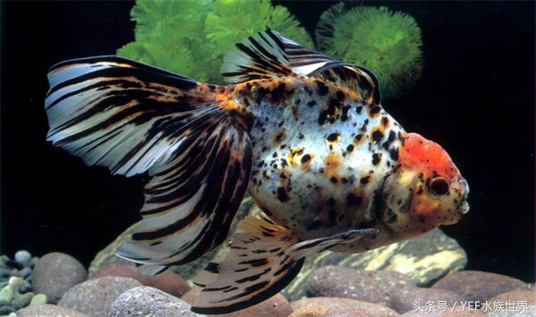 金鱼打架是什么样的,草金鱼打架咋回事