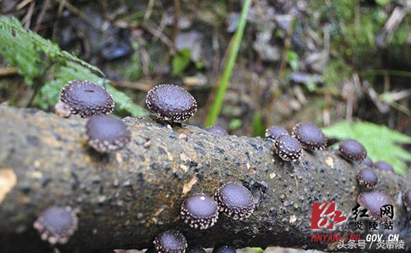 美丽炎陵，一个您想要去而一定要去的地方