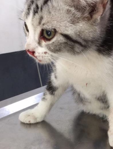 小猫从五楼掉下来抢救现场,猫摔死内出血能救吗