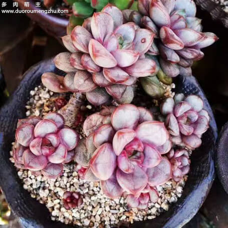 蓝色惊喜多肉老桩图片,多肉红梅老桩图片大全