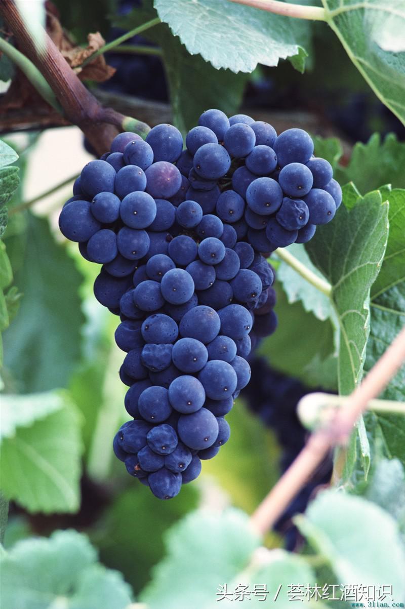 意大利葡萄酒品酒笔记-宝丽·费拉红葡萄酒