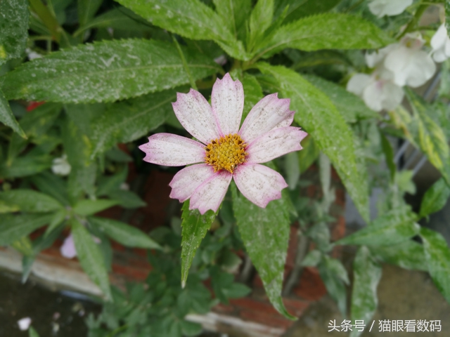 努比亚z17mini可不可以双击亮屏,nubiaz17mini刷屏在哪