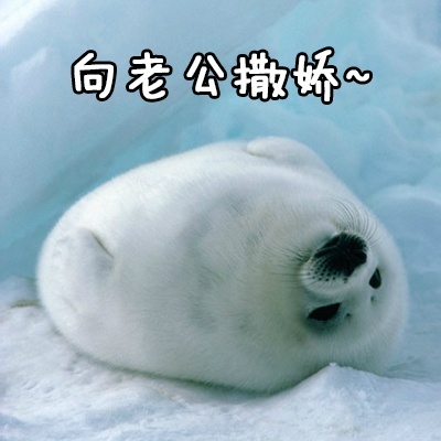 跟老公男朋友聊天专用微信QQ萌萌可爱带字表情包