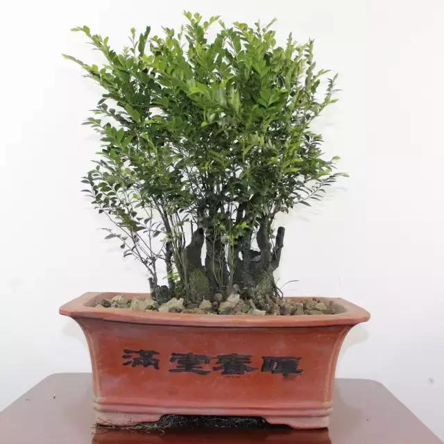 小叶紫檀盆景有什么观赏价值,小叶紫檀盆栽做手串