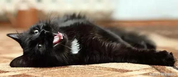 猫咪口臭怎么解决,猫咪牙齿