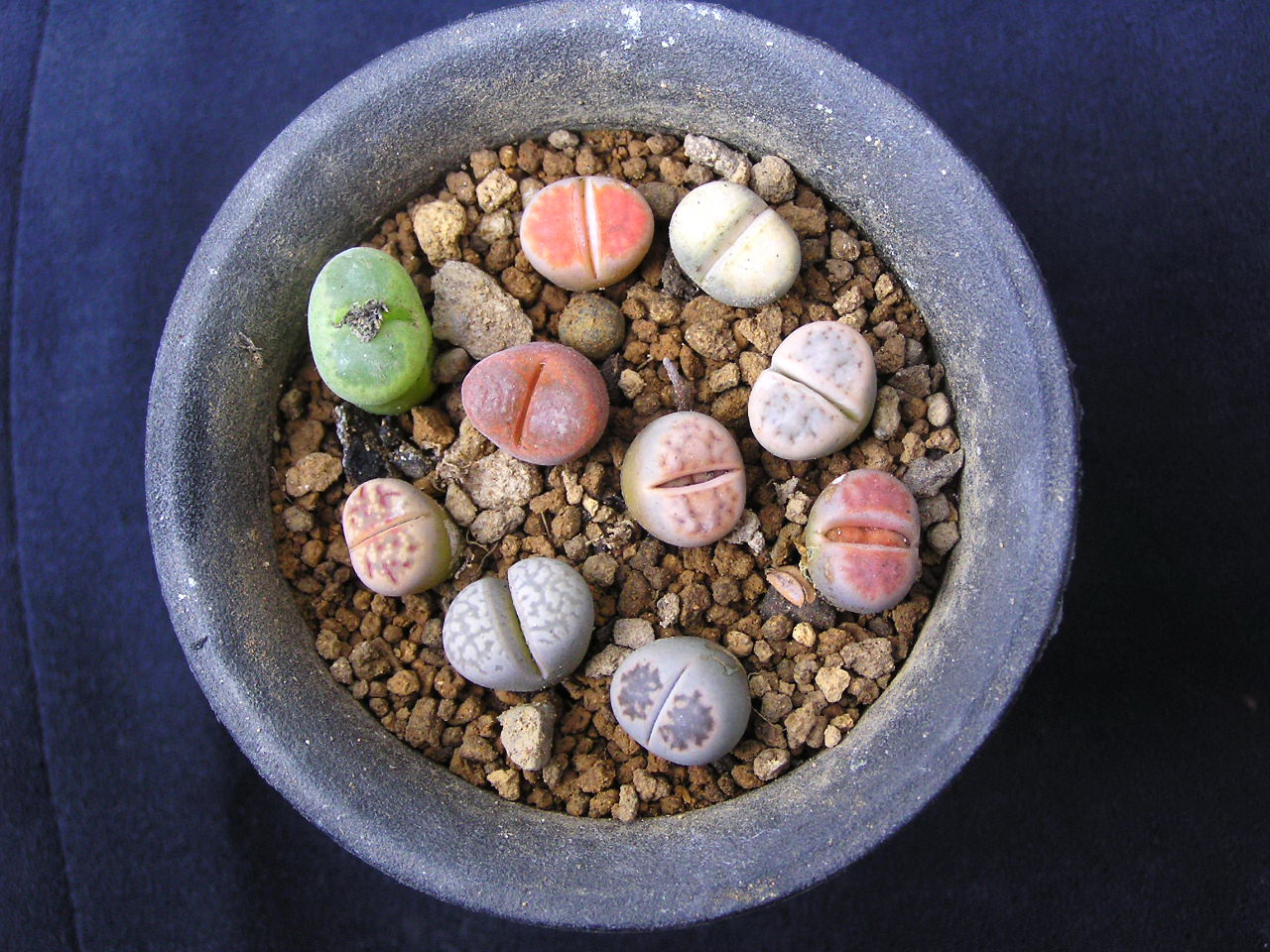 多肉植物贵货老桩都开始降价啦!到底要不要入手?来听听有经验的大神怎么说