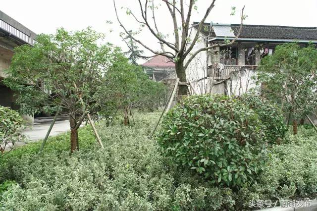 汉塘水上的三座桥变了~小城镇颜值越来越高