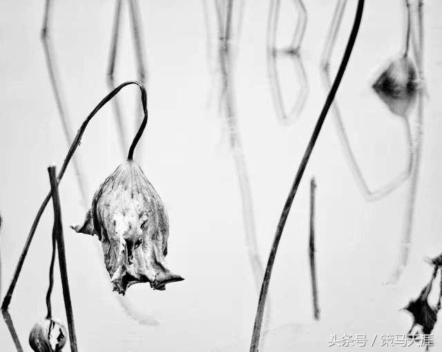 君子如荷出淤泥而不染图片,荷出淤泥而不染的隶书