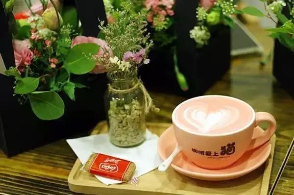 萌出血!九江这几家的撸猫店喊你来撸猫啦!美食与猫兼得!