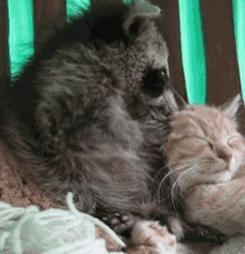 养一只浣熊,养浣熊的照片日常