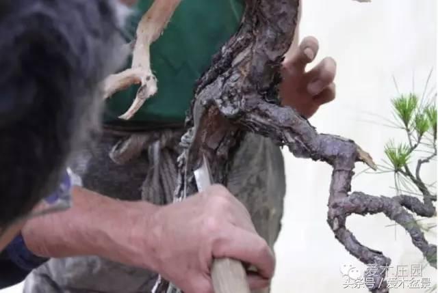 爱木盆景｜文人树《神仙》改作实录，小林国雄亲自示范松树盆景整型，艺术无国界，好的我们需要学习