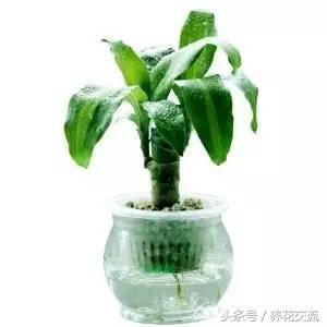 鸿运当头水培植物的养护方法,9种超级好养的水培植物养护下集