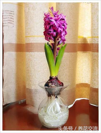 鸿运当头水培植物的养护方法,9种超级好养的水培植物养护下集