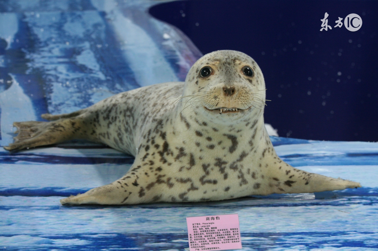 大人们忘记了，男人们不知道，我们小姑娘的辫子被扎太紧了有多疼