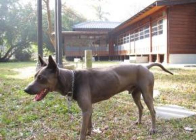 最贵的温顺的不掉毛的宠物狗,全国最贵的小型宠物狗是哪种