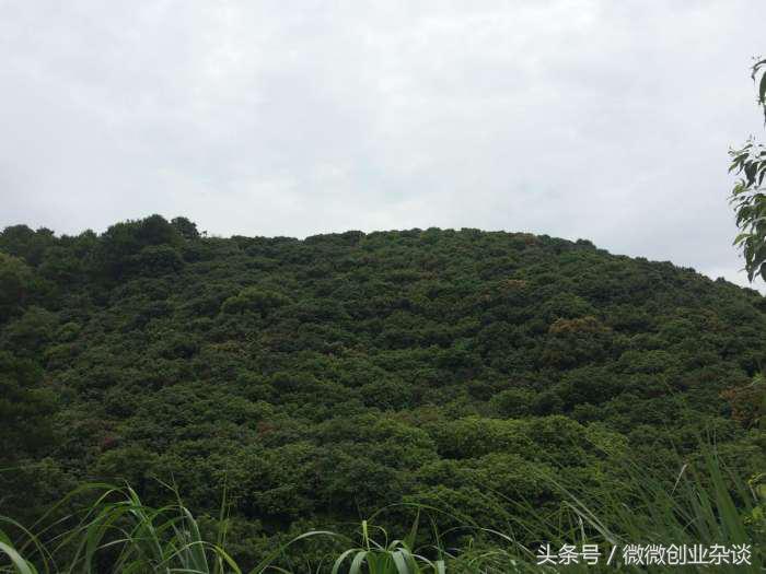 荔枝丰收季节硕果累累挂满枝头,红彤彤的荔枝